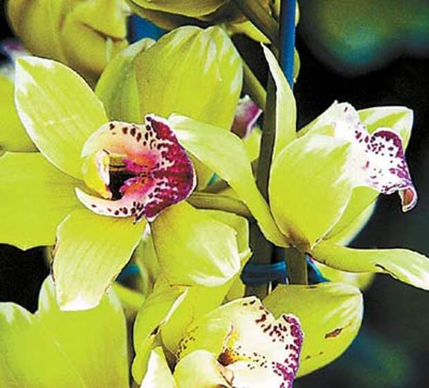самый дорогой цветок в мире Shenzhen Nongke