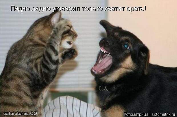 Котоматрица: Ладно ладно уговарил только хватит орать!