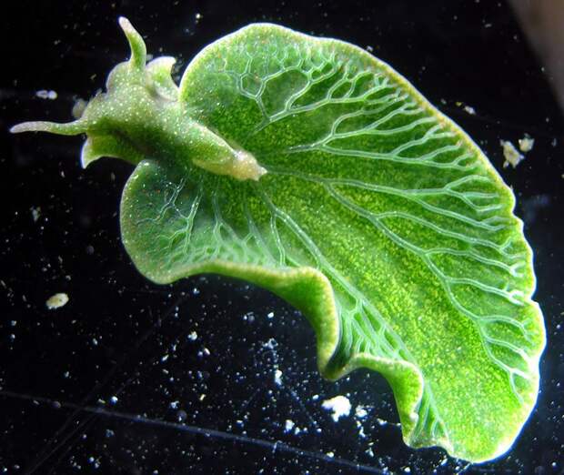 25. Leaf Slug (Elysia Chlorotica)