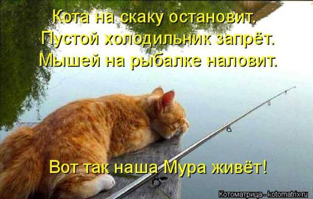 Лучшие котоматрицы недели (50 фото)