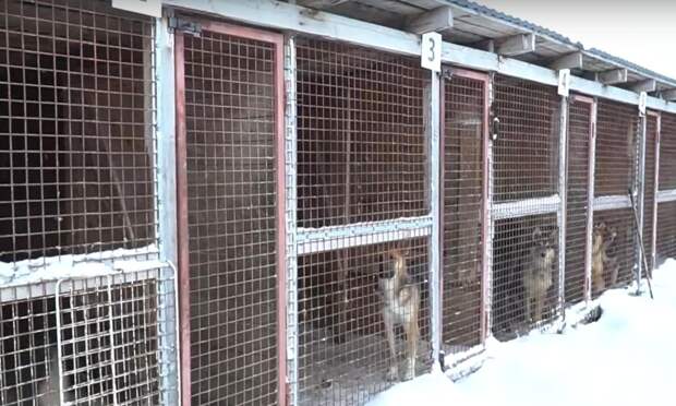 В приюте для бездомных животных в Архангельске зафиксирована вспышка парвовируса