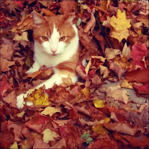 Camouflage-Cats-16 (500x500, 86Kb)