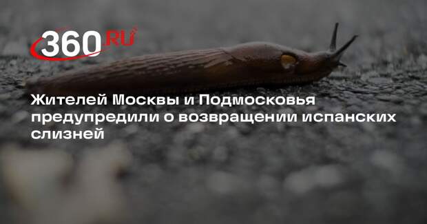 Эколог Пинаев: в Москве с потеплением могут вновь появиться испанские слизни