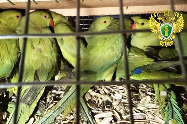 В Оренбургской области задержали иностранца, перевозившего более 100 попугаев
