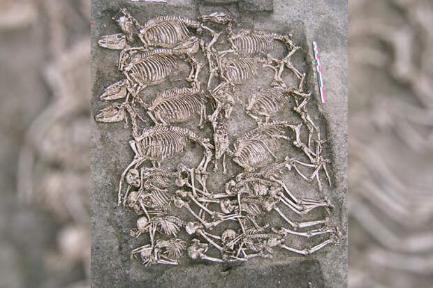 INRAP: ямы с десятками скелетов лошадей эпохи Галльских войн нашли во Франции