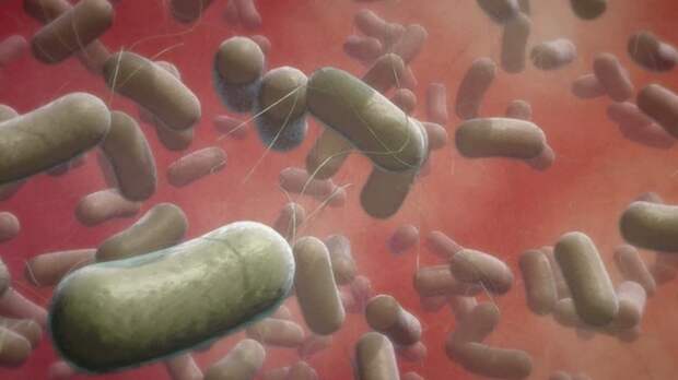 Bacillus cereus ynews, мясо, супербактерии, устойчивость к антибиотикам, фермы, эпидемии