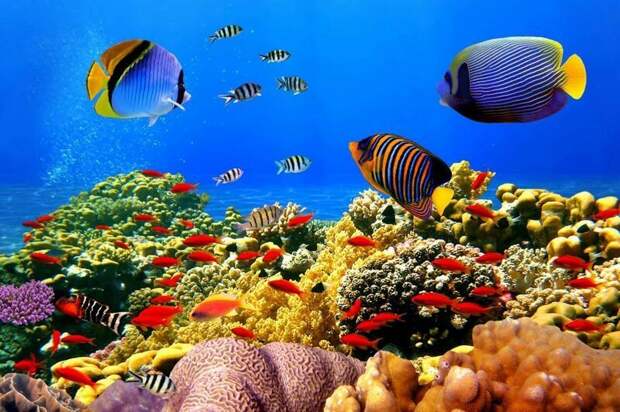 ЮНЕСКО Большой Барьерный риф, австралия, интересное, континент, природа, факты