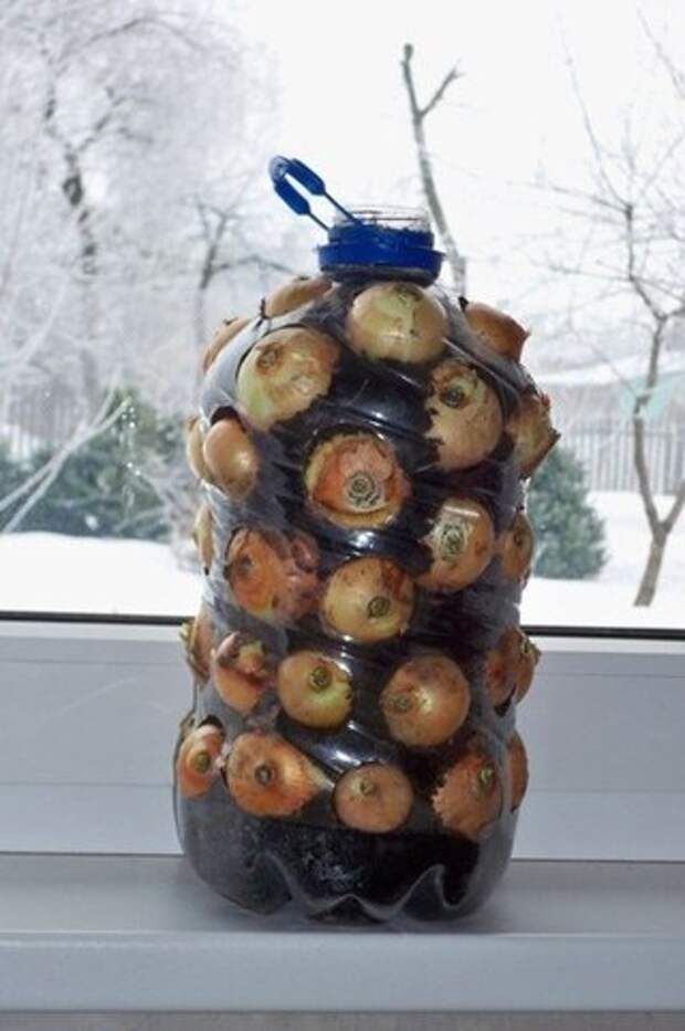 Луковая грядка на окне