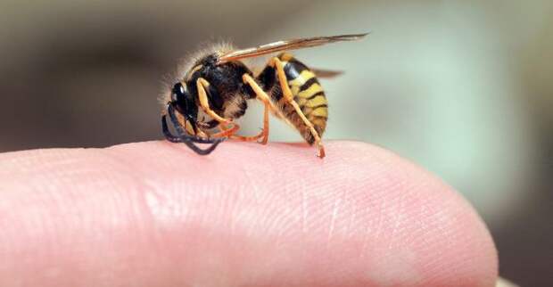 Укусила пчела – бегите за сахаром. /Фото: stopklopam.com