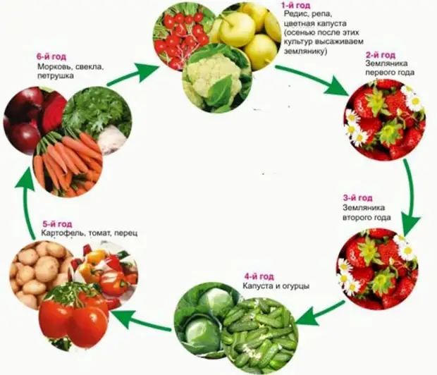 Схема огорода овощей. Схема севооборота овощных культур. Севооборот овощей на грядках схема. Схема севооборота овощей на огороде. Схема севооборота на дачном участке овощных культур.
