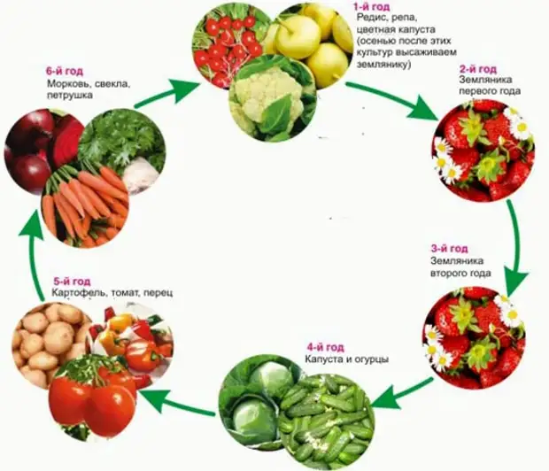 Севооборот это. Схема севооборота овощных культур на огороде. Чередование посадки овощных культур на грядках. Схема севооборота на дачном участке овощных культур. Севооборот овощных культур в теплице таблица.