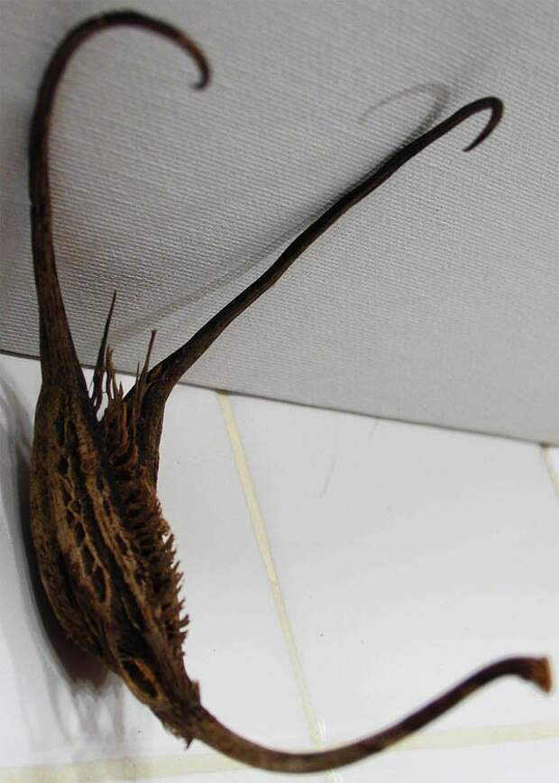 creepyplants18 Самые жуткие растения
