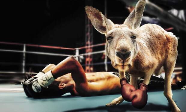 kangaroo boxing fight