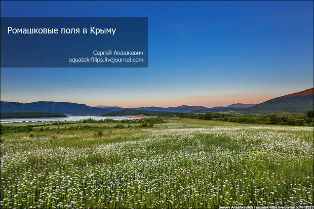 Ромашковые поля в Крыму Ромашковые поля в Крыму