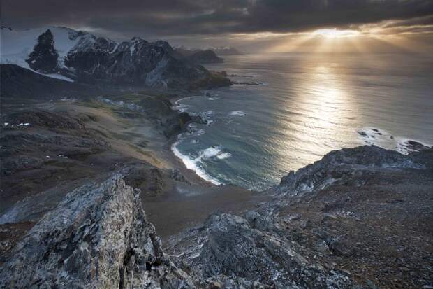Remote South Georgia Island was once overrun by rats.