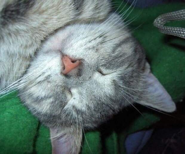 Спящие коты