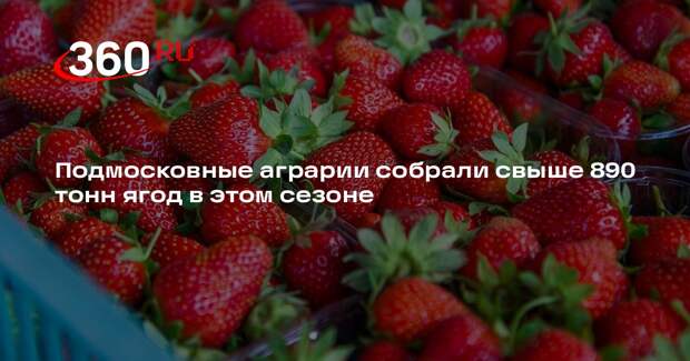 Подмосковные аграрии собрали свыше 890 тонн ягод в этом сезоне