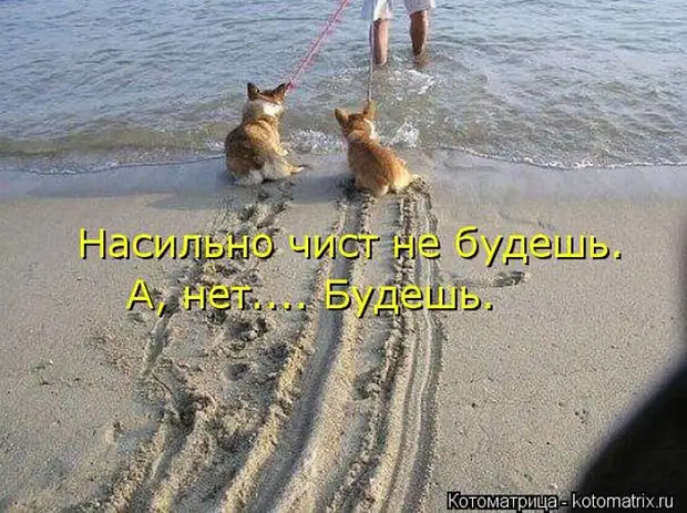 Мысли вслух :) 23 пушистые мыслишки