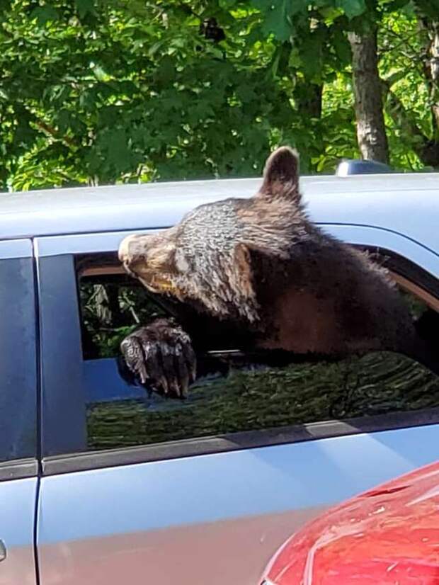 медведи в машине