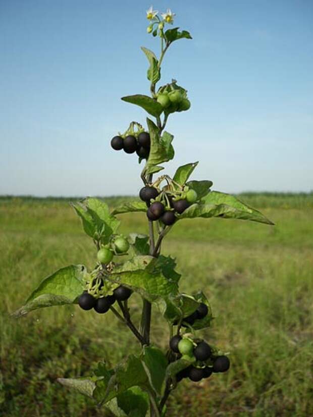 http://www.agroatlas.ru/content/weeds/Solanum_nigrum/Solanum_nigrum.jpg