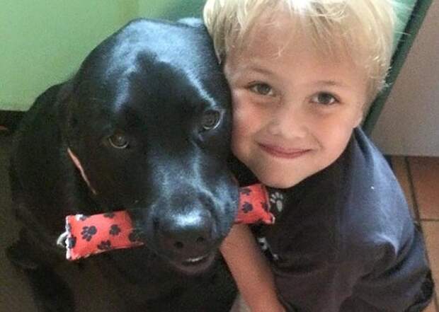 dog-saves-little-boy-middle-of-night-1