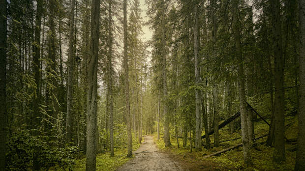 Осуждённый на год исправительных работ восемь лет скрывался в лесу в Карелии