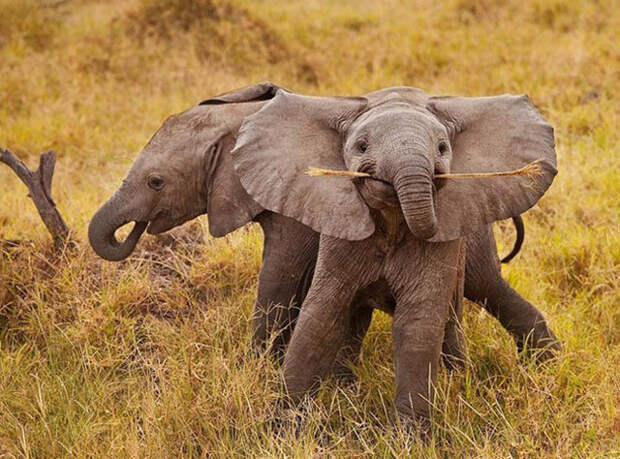 Очаровательные маленькие слонята (34 фото)