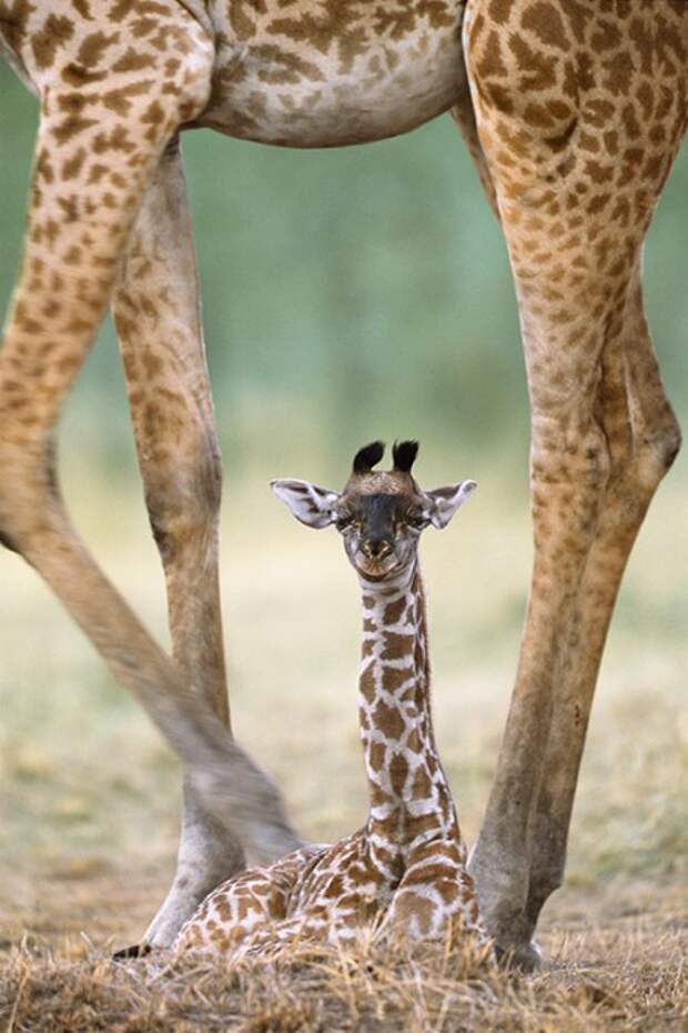 Животный мир: мамы и их малыши - фотографии - жирафы
