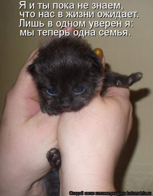 Котоматрицы(картинки с надписями)