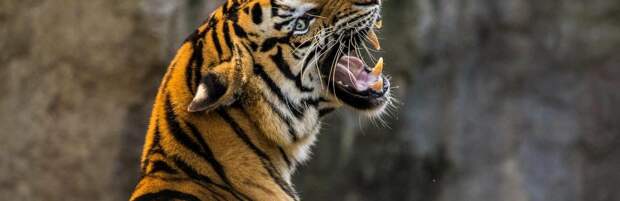 Двое алматинцев зашли за ограждение в зоопарке и дразнили тигра