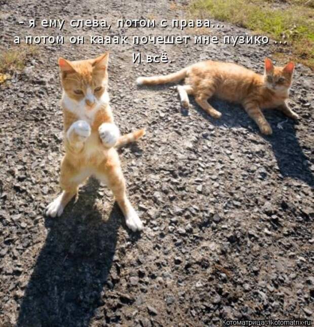Лучшие котоматрицы недели (50 фото)