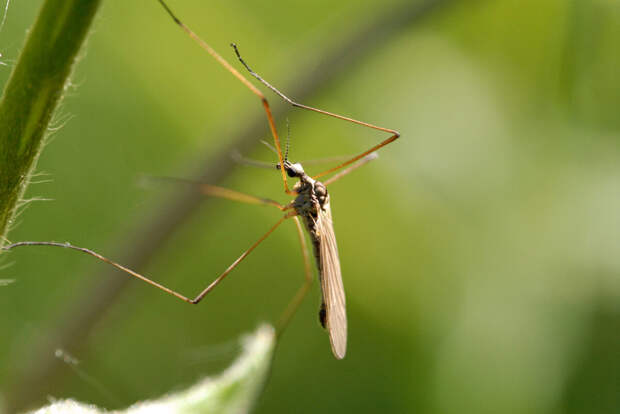 «Вкусные» для комаров: почему одних кусают, а других нет — ученые объяснили