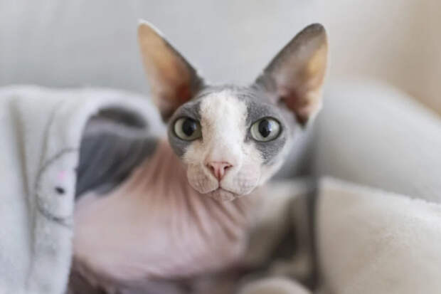 В Одинцово продают кота за 200 миллионов рублей