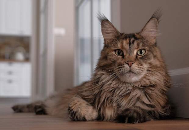 Эксперт ВГНКИ рассказала, каким болезням подвержены кошки породы мейн-кун