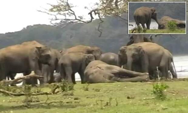 Видео: слоны прощаются с погибшим вожаком вожак, животные, прощание, слон, слоны, стадо, церемония прощания, шри-ланка
