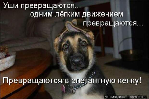 Котоматрицы(картинки с надписями)