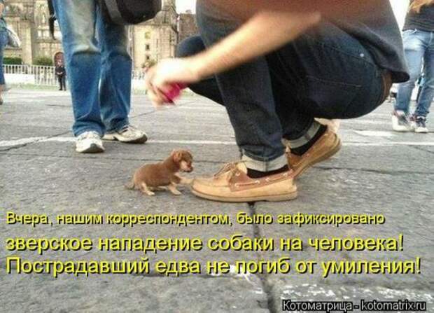 Котоматрицы(картинки с надписями)