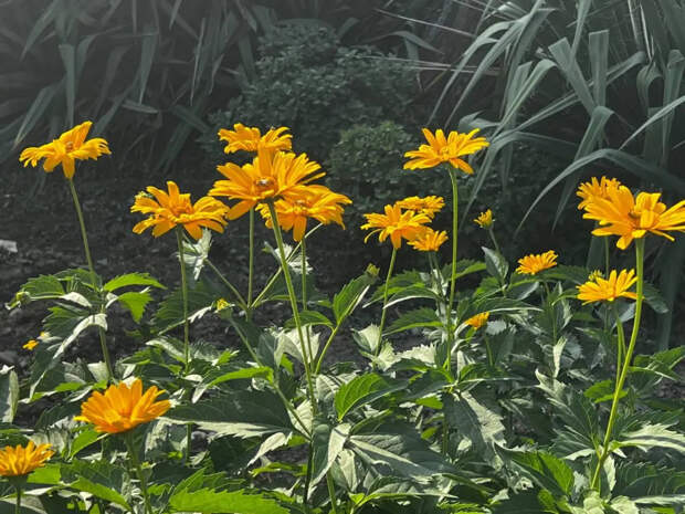 Семь растений для ленивых: цветут на протяжении всего лета и не никогда просят ухода