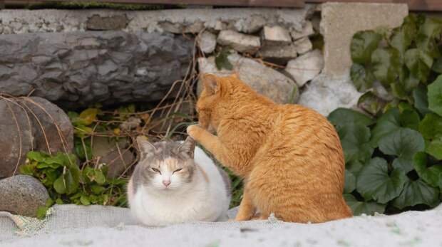 10 cамых смешных фото котов-рыжиков за всю историю конкурсов Comedy Pet Photography Awards и Pet Photography Awards