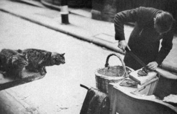 Уличный продавец мяса для кошек