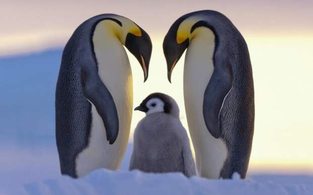 sever-pingviny-semia-sneg