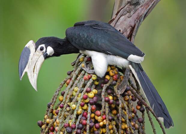 exotic-birds-17