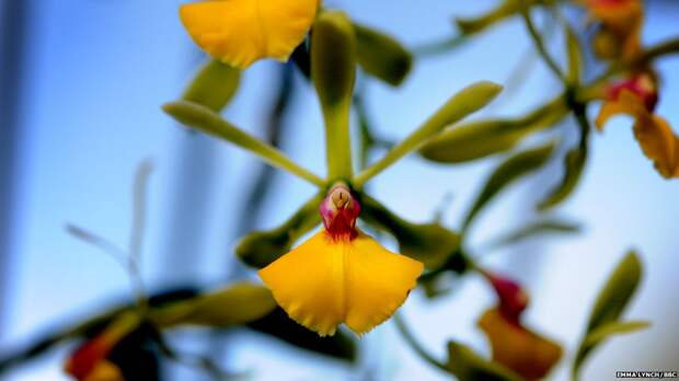 orchids07 Экзотические орхидеи