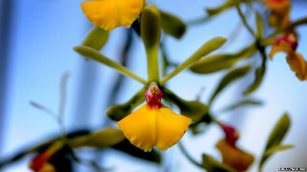 orchids07 orchids07 Экзотические орхидеи
