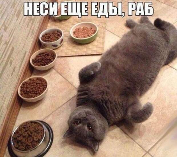 Порция прикольных картинок (37 шт)