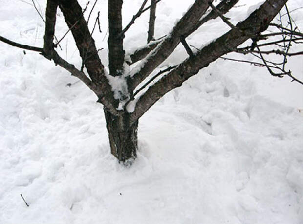 утаптываем снег вокруг деревьев