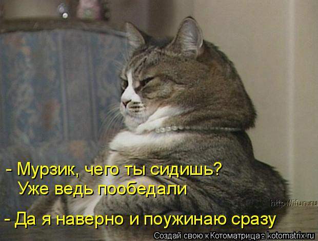 Котоматрица: - Мурзик, чего ты сидишь?  Уже ведь пообедали - Да я наверно и поужинаю сразу