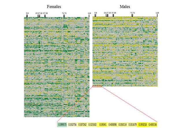 Объем серого вещества в разных отделах мозга на выборке из женщин (слева) и мужчин (справа). Каждая колонка - один регион мозга. Черными метками сверху помечены отделы, где обнаружены вариации в анатомических отличиях.