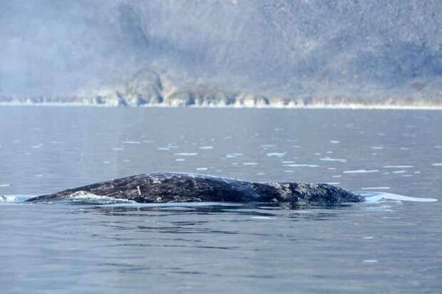 Серый кит  (Eschrichtius robustus),  единственный из всех китов, который питается беспозвоночными