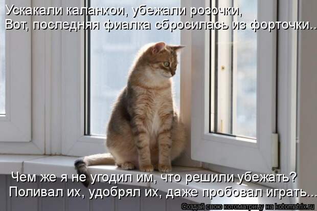 Котоматрица - Ускакали каланхои, убежали розочки, Вот, последняя фиалка сбросилась и